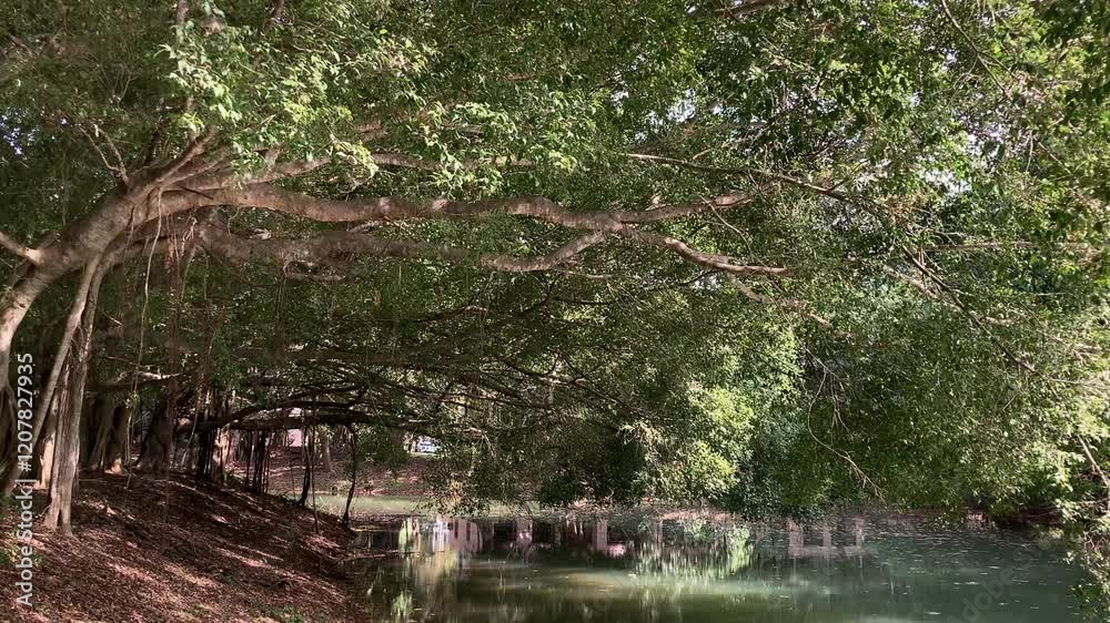 A green tree stands by a peaceful river pool, its leaves reflecting on the still water, creating a serene natural scene. 4k video footage A green tree stands by a peaceful river pool, its leaves reflecting on the still water, creating a serene natural scene. 4k video footage