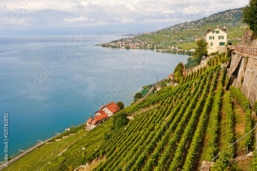 Le Dezaley, vineyard terraces of Lavaux between Epesses and Rivaz on the bank of Lake Leman, near Lausanne, Canton of Vaud, Switzerland photo