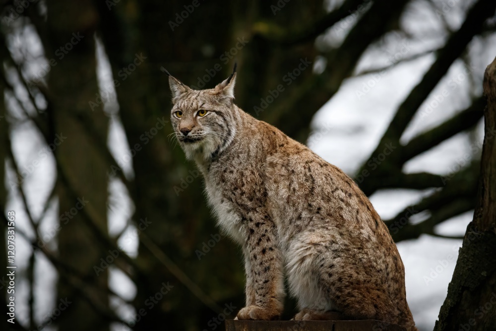A female Eurasian Lynx sitting on a platform up a tree. A female Eurasian Lynx sitting on a platform up a tree.