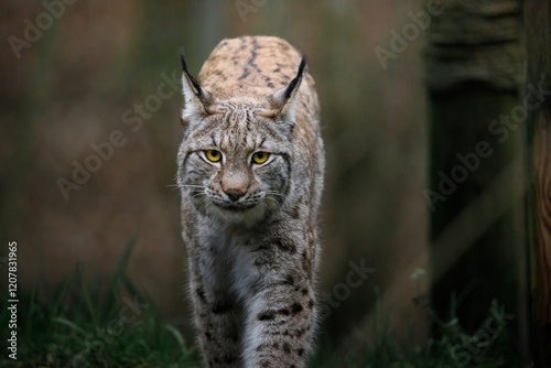 A female Eurasian Lynx walking through woodland looking directly at the camera.