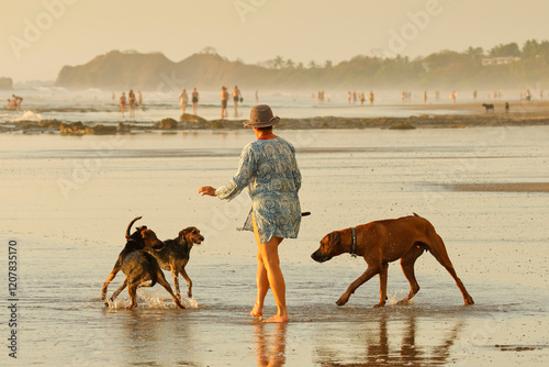 Woman walking small dogs scared of a large playful Ridgeback on popular Playa Guiones surf beach, Guiones, Nosara, Guanacaste, Costa Rica photo