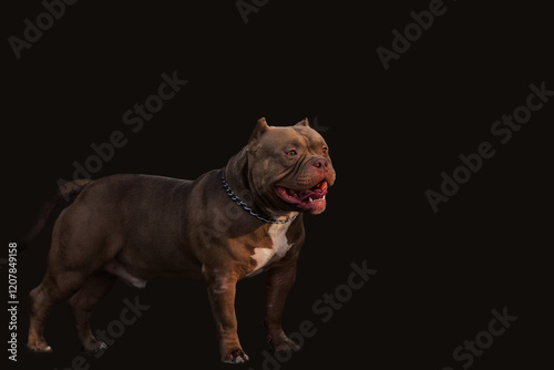 Wallpaper Mural portrait of an adult male american bully on a dark background Torontodigital.ca