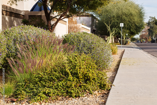 Arizona city roadside xeriscaping with African succulent plant of Portulacaria Afra or Spekboom Elephant Bush, Fountain Grass and Taxes Sage shrubs  photo