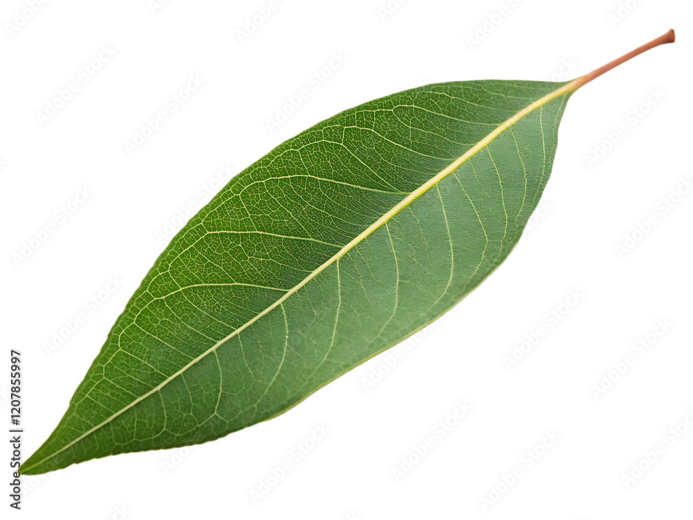 Fototapeta premium A single eucalyptus leaf isolated on a transparent background