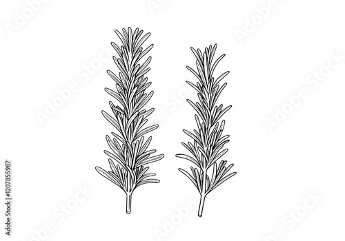 Rosemary plant herb illustration featuring detailed botanical design and fine lines