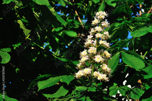 Chestnut tree blooming in the spring garden, chestnut tree in spring bloom, spring garden landscape