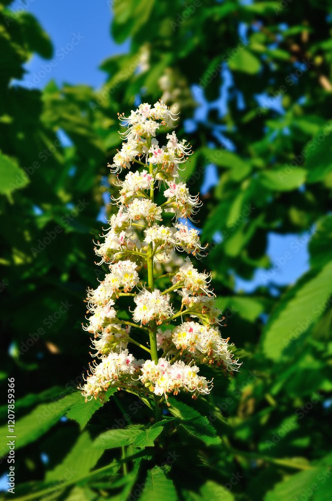 Spring blooming chestnut tree flowers, blooming chestnut flowers under bright sunlight Spring blooming chestnut tree flowers, blooming chestnut flowers under bright sunlight