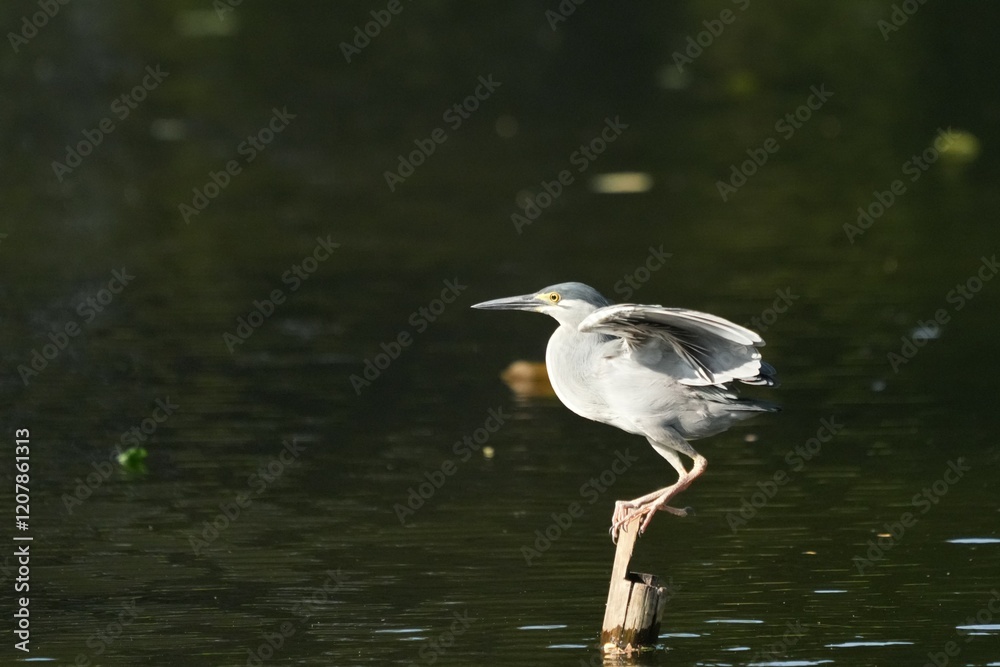 Green Egret, living naturally in Thailand Green Egret, living naturally in Thailand