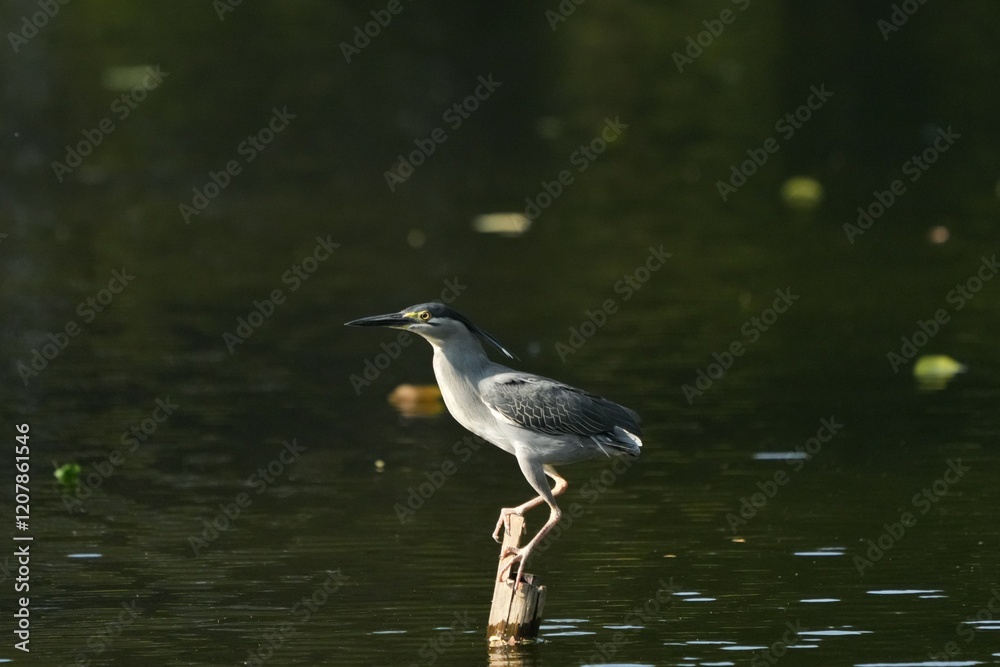 Green Egret, living naturally in Thailand Green Egret, living naturally in Thailand