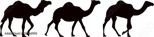 camels walking black silhouette vector