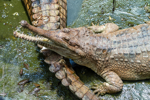 False gharial (Tomistoma schlegelii), also known by the names Malayan gharial, Sunda gharial and tomistoma is a freshwater crocodilian native to Peninsular Malaysia, Borneo, Sumatra and Java. photo