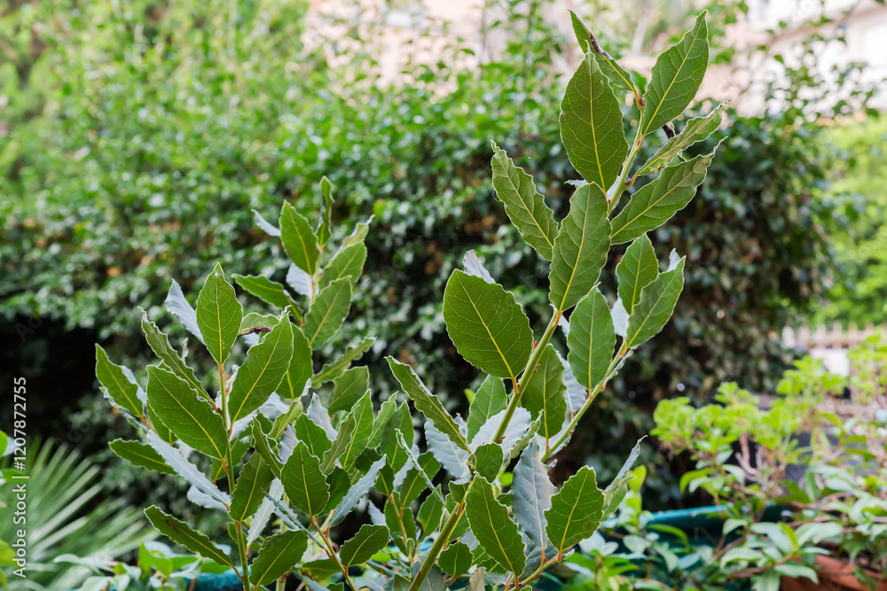 Branches of young bay laurel outdoors in overcast morning