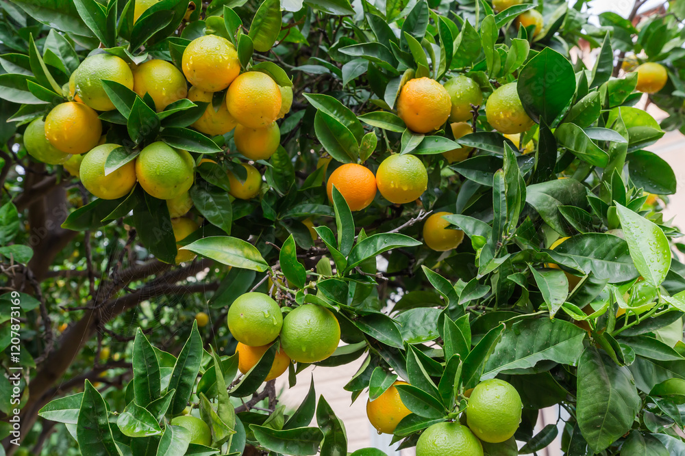 Unripe tangerines on a tree in overcast rainy morning Unripe tangerines on a tree in overcast rainy morning