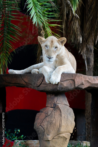 Canvas Print White Bengal tiger, Amur tiger albino, Bengal tiger albino