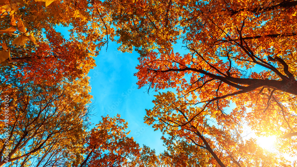 Crowns of autumn trees against the blue sky. Autumn landscape. Crowns of autumn trees against the blue sky. Autumn landscape.