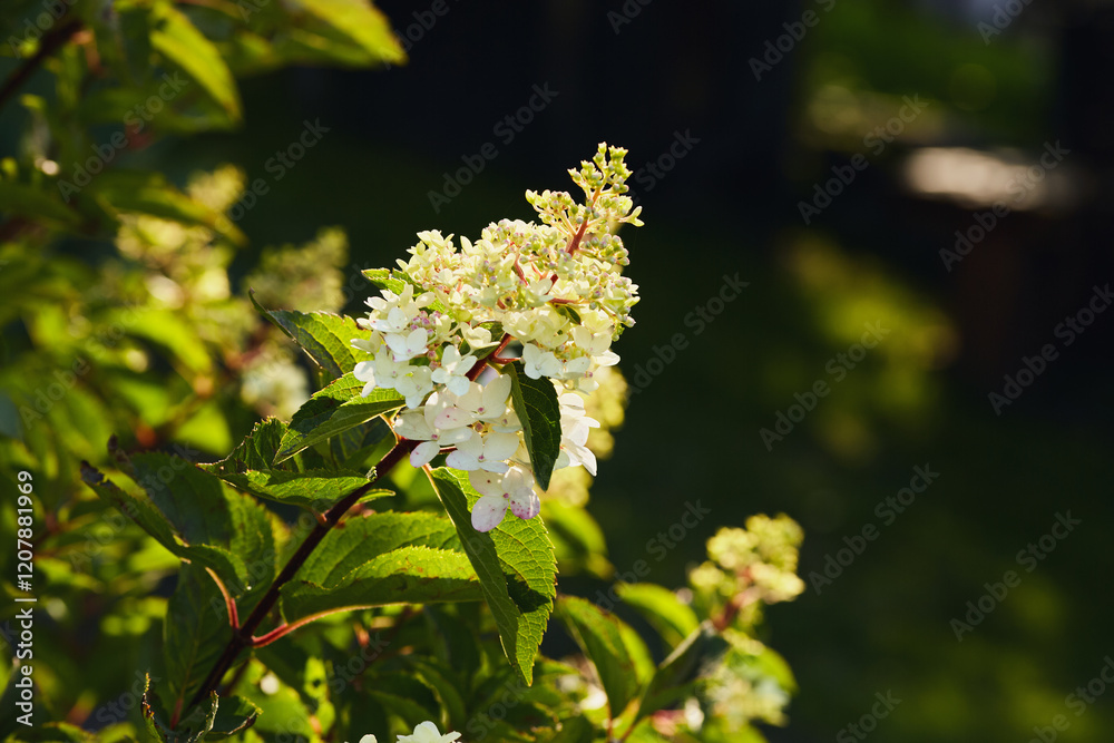 White hydrangea flowers on a branch with green leaves in sunlight against a blurred background. White hydrangea flowers on a branch with green leaves in sunlight against a blurred background.