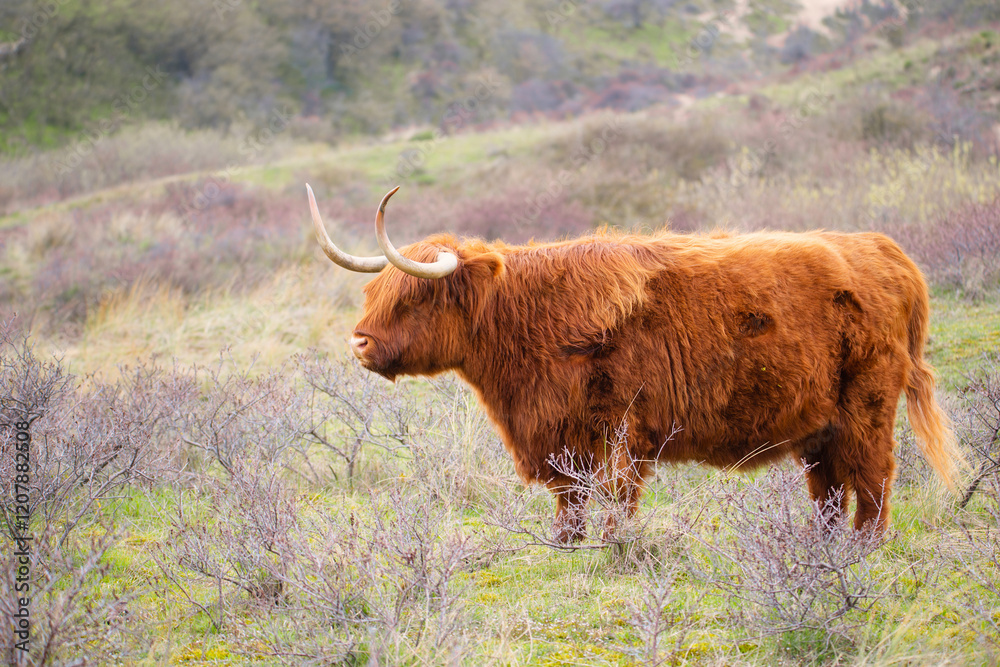 Scottish highland cattle, cow in the countryside, bull with horns on a pasture, ginger shaggy coat Scottish highland cattle, cow in the countryside, bull with horns on a pasture, ginger shaggy coat