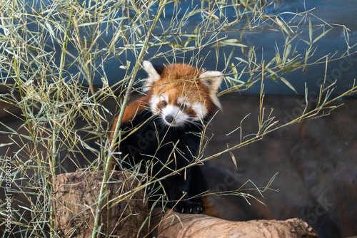 The red panda (Ailurus fulgens), also known as the lesser panda, is a small mammal native to the eastern Himalayas and southwestern China. photo