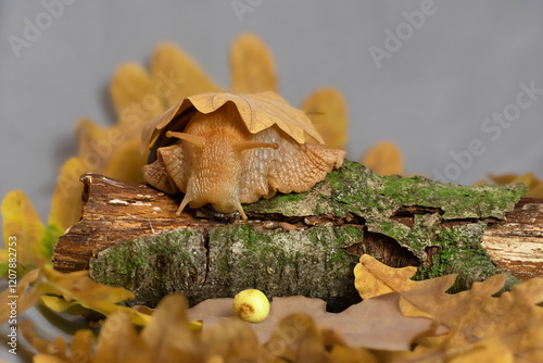 Big brown snail Achatina. The African snail, which is grown at home as a pet, and also used in cosmetology.