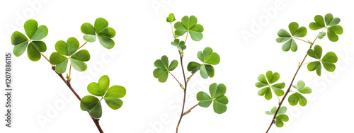Set of green clover branches, isolated on transparent background