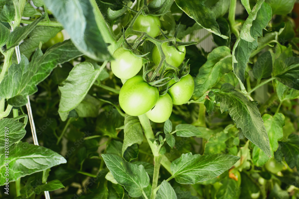 Green tomatoes on a vine amidst dense foliage in a greenhouse with bright lighting. Green tomatoes on a vine amidst dense foliage in a greenhouse with bright lighting.