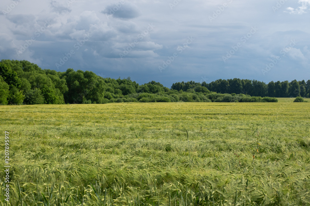 field with young ears of corn field with young ears of corn