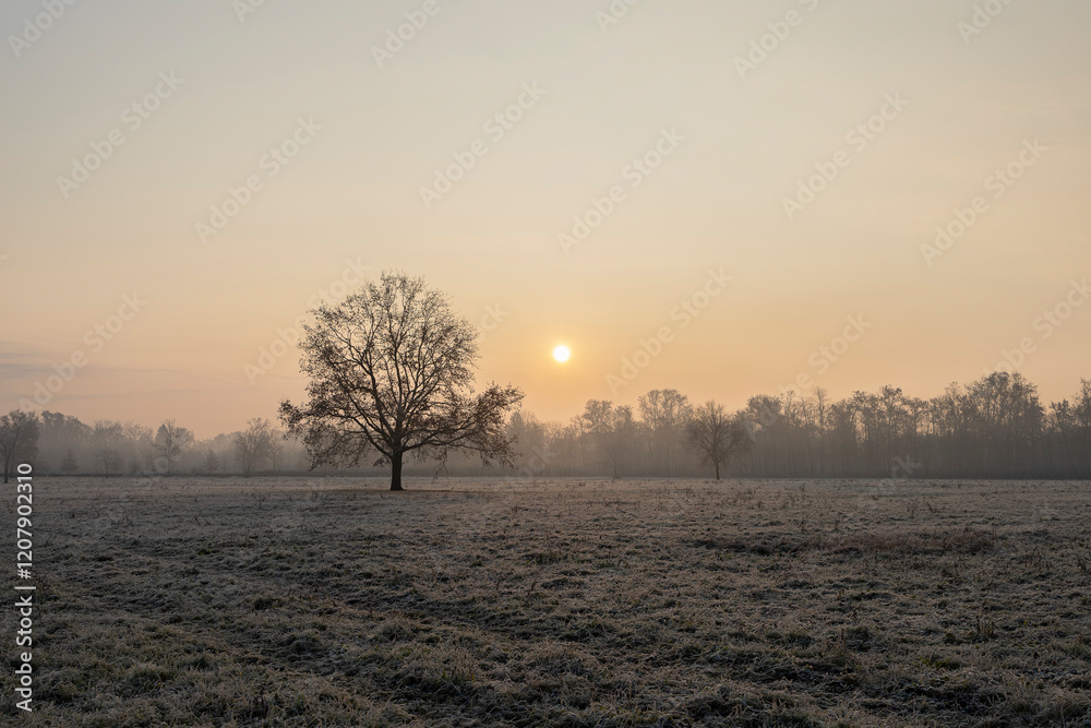 Fototapeta premium Winter morning. Winter morning at sunrise and frost on the grass.
