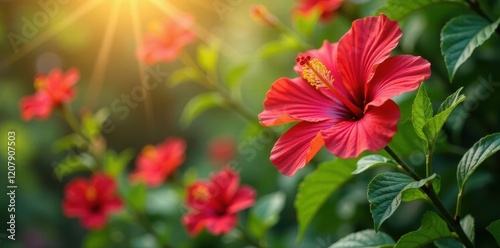Wallpaper Mural Red hibiscus flowers swaying gently in breeze, garden, floral, blooming flowers Torontodigital.ca