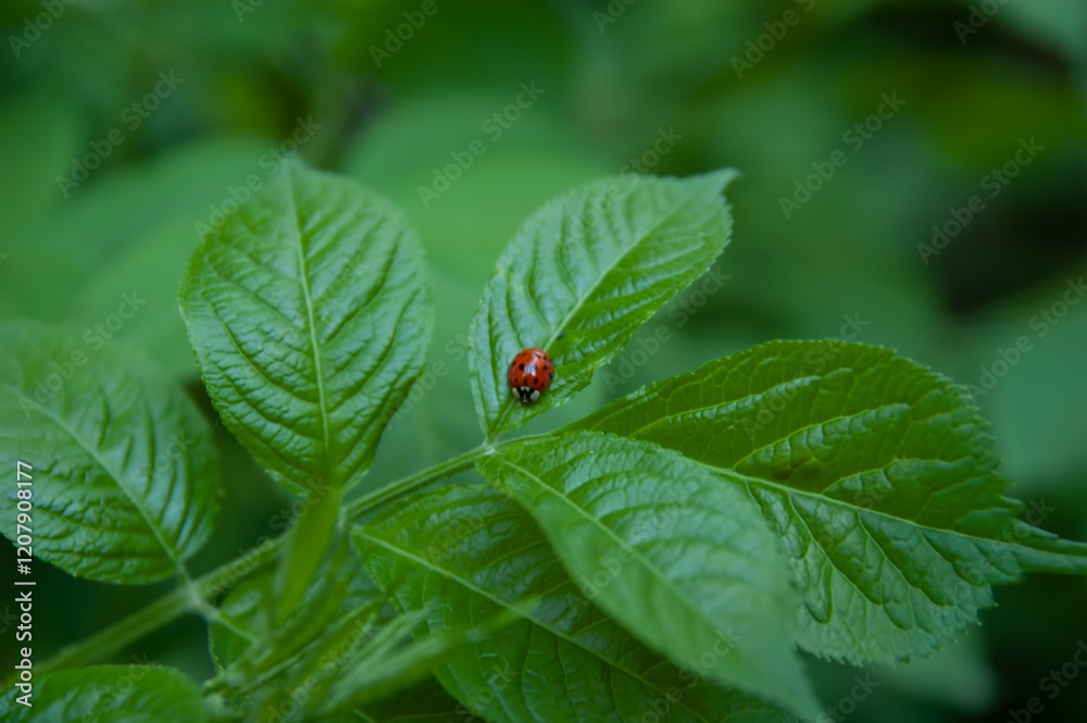 ladybug on a green leaf, selective focus ladybug on a green leaf, selective focus