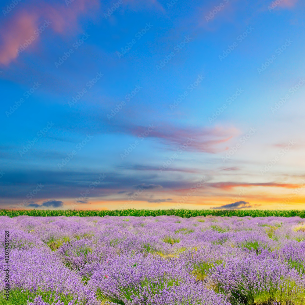 Fototapeta premium Field with blooming lavender and sunrise.