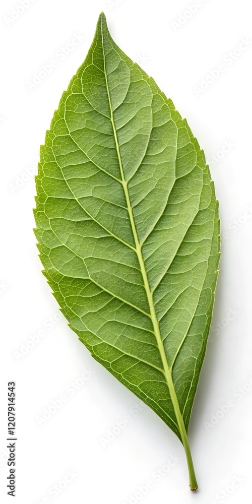 Obraz premium Green leaf isolated on a white background. 