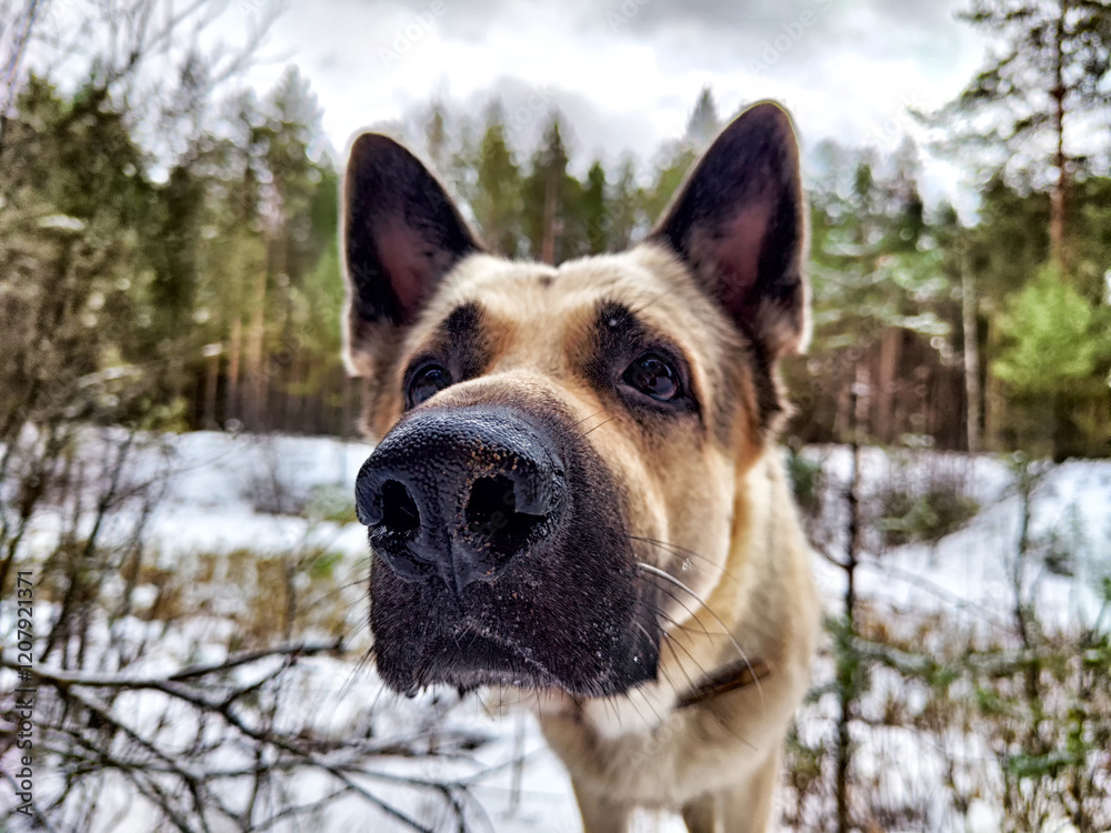 Fototapeta premium Majestic German shepherd exploring snowy forest with tall trees in winter