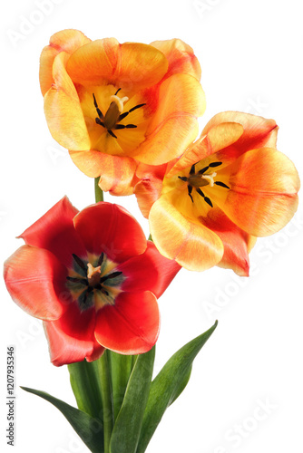 Three tulip flowers isolated on white background