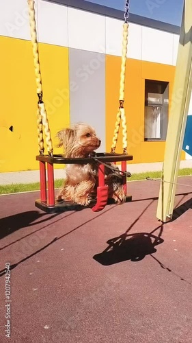 dog on the swing. joyful and plytime pet. swinging dog. dog in the park. yorkshire terrier dog