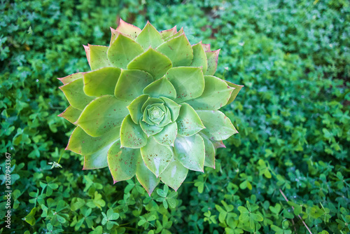 Aeonium undulatum (Aeonium undulatum) is a succulent evergreen flowering plant in the Crassulaceae family. photo