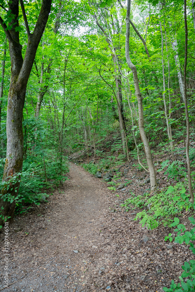 moss covered tree trunks in wild forest in summer with foliage moss covered tree trunks in wild forest in summer with foliage