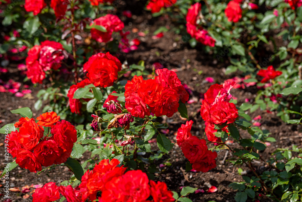 Beautiful red roses blooming in summer garden. Rose flowers growing outdoors, nature, blossoming flower art design background. Bright rose buds close-up over green grass. Nature, Gardening, design. Beautiful red roses blooming in summer garden. Rose flowers growing outdoors, nature, blossoming flower art design background. Bright rose buds close-up over green grass. Nature, Gardening, design.
