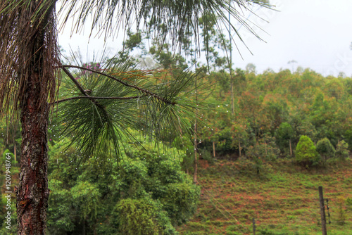 rain drops, trees, nature, landscape