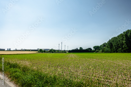 A field of corn is shown with a clear blue sky in the background