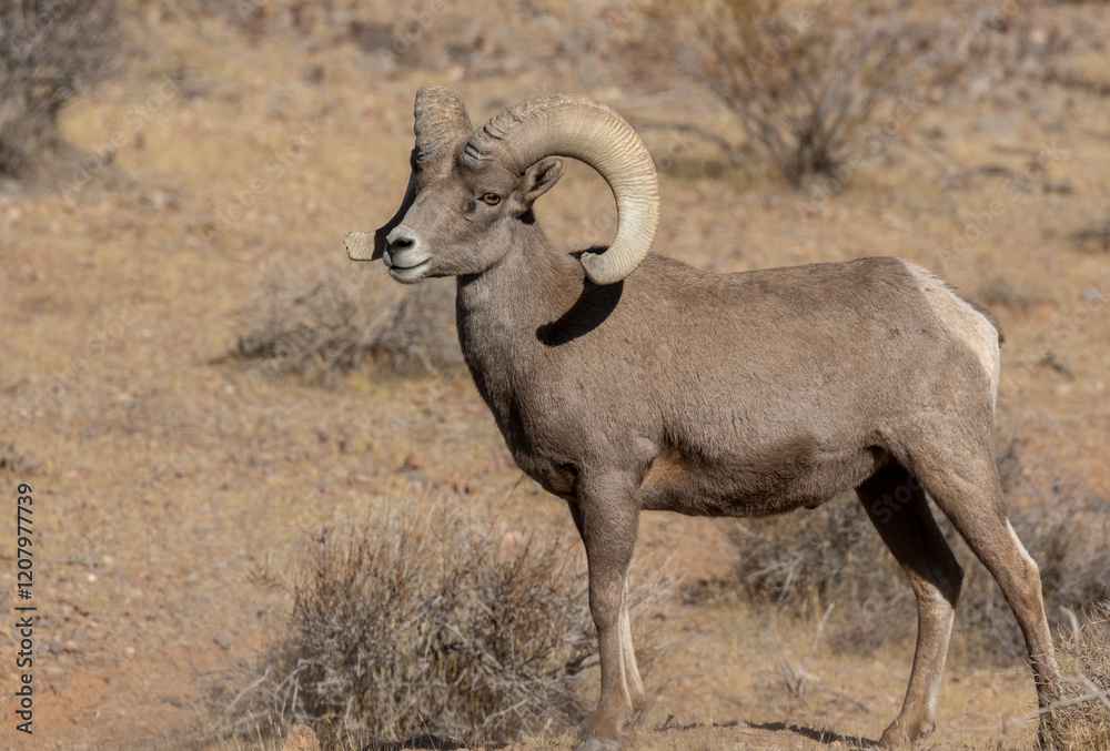 Desert Bighorn Sheep Ram in Nevada in Winter Desert Bighorn Sheep Ram in Nevada in Winter