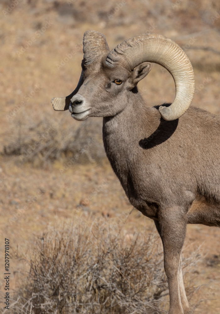 Desert Bighorn Sheep Ram in Nevada in Winter Desert Bighorn Sheep Ram in Nevada in Winter
