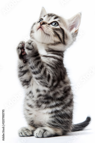 American Shorthair kitten standing isolated on white background. photo