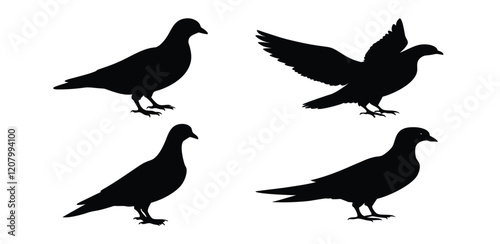 Pigeon natural domestic bird silhouette