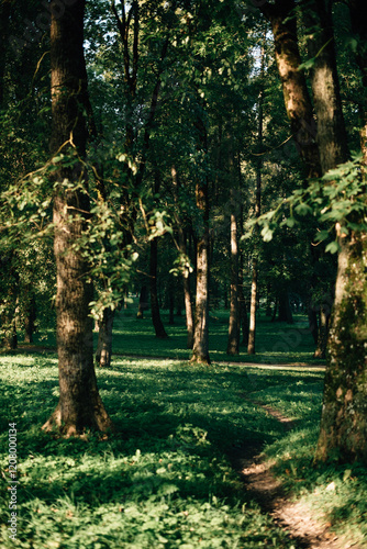 beautiful old green park in summer photo