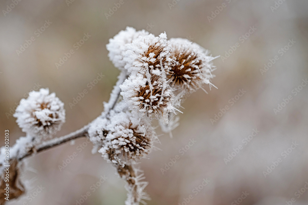 frosted thistles covered with ice crystals in winter frosted thistles covered with ice crystals in winter