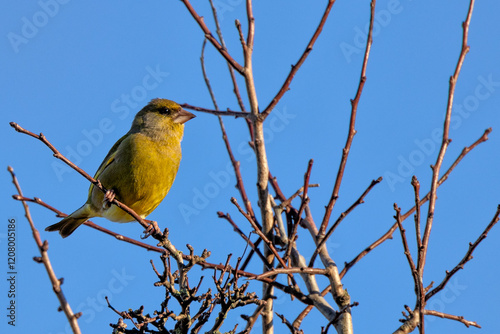 Canvas Print Greenfinch (Chloris chloris) in Father Collins Park, Dublin