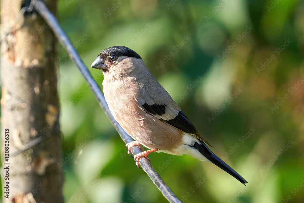 Obraz premium Close-Up of a Beautiful Bird Perched on a Branch in Bright Sunlight