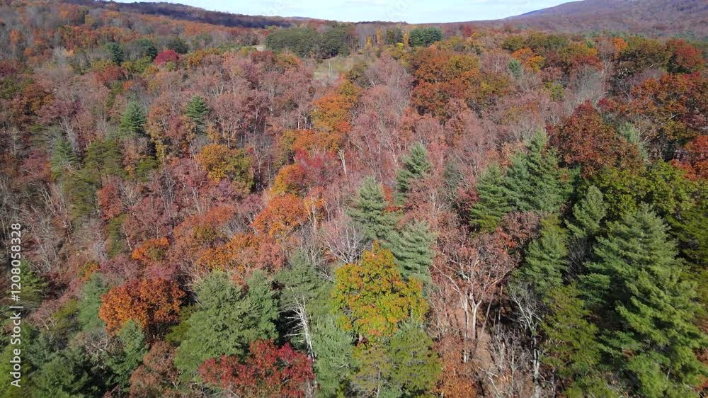 Drone movement over the forest in fall colors. The colorfulness of trees in the autumn season.
