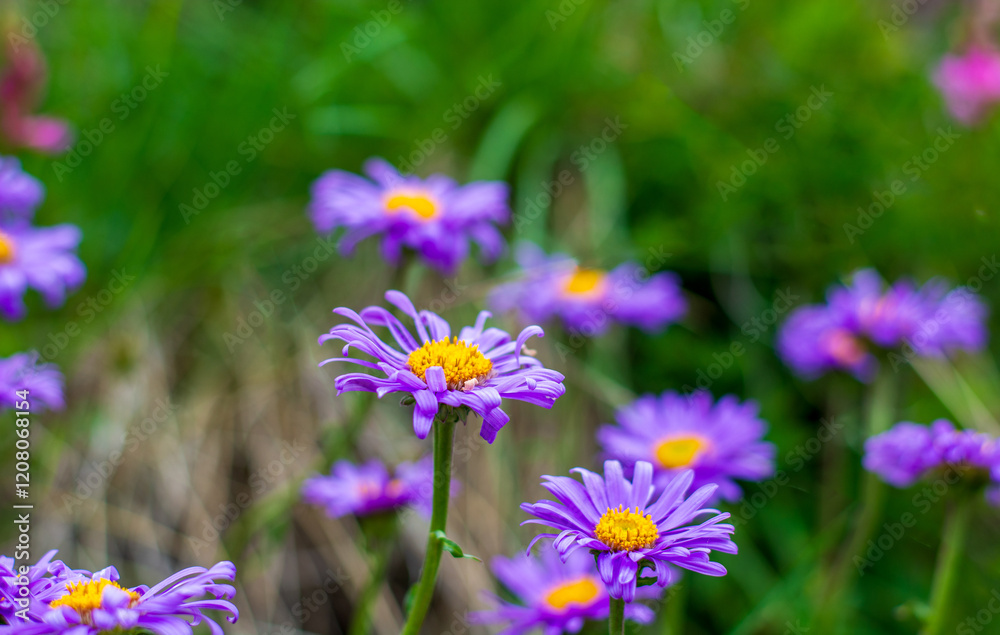 Obraz premium the brilliant colors of the aster alpinus in spring