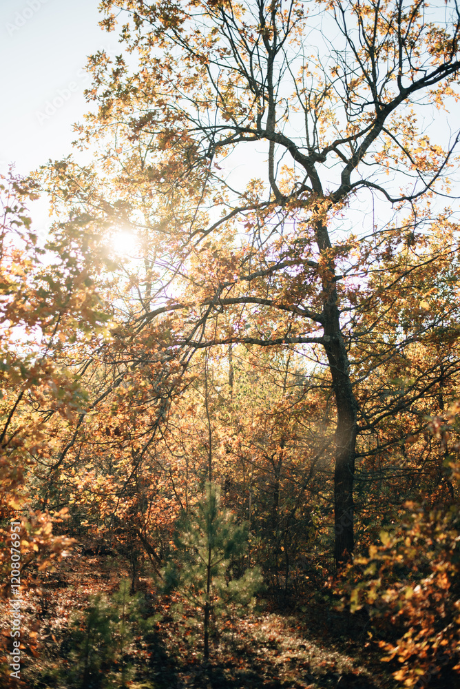 beautiful pine autumn forest in sunny weather beautiful pine autumn forest in sunny weather